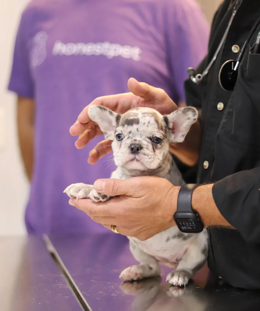 Veterinarian examining puppy with HonestPet team